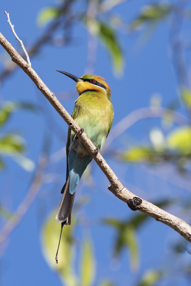 Rainbow Bee-eater - Owen  Lawton