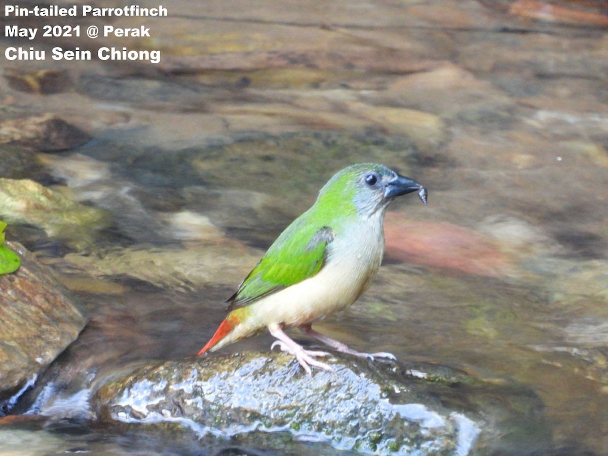 Pin-tailed Parrotfinch - Chiu Sein Chiong
