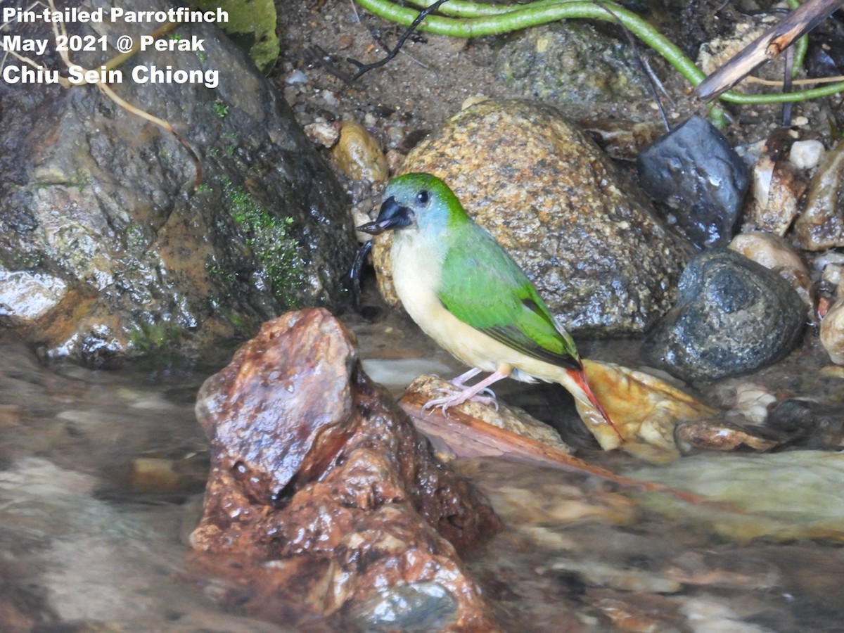Pin-tailed Parrotfinch - Chiu Sein Chiong