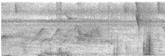 Güneyli Bükük Gagalı Tiran - ML336384181