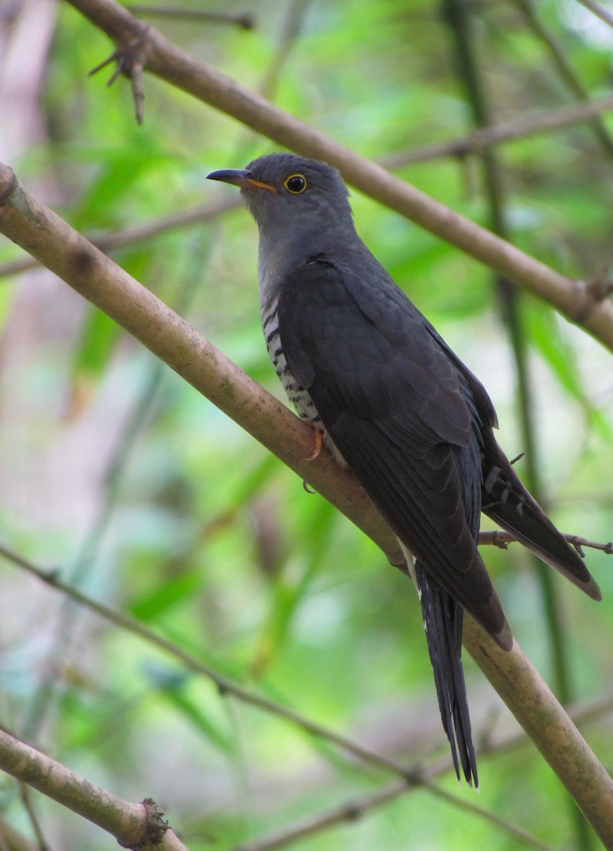 Lesser Cuckoo - Arabinda Pal