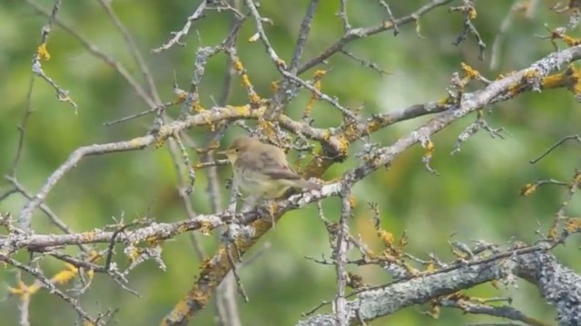 Melodious Warbler - ML336396031