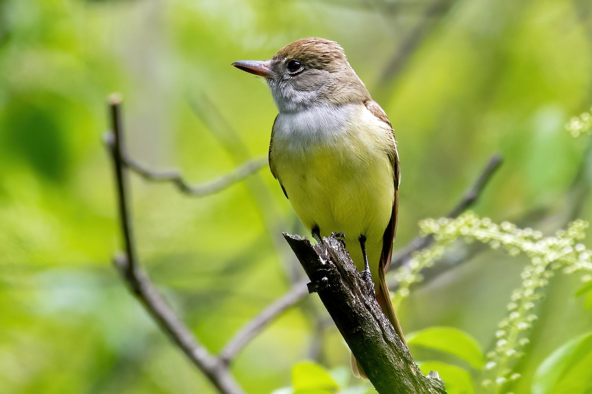 Great Crested Flycatcher - ML336397391