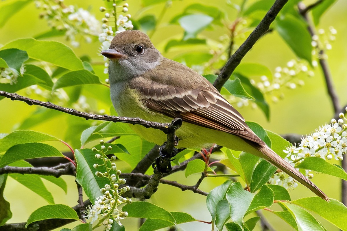 Great Crested Flycatcher - ML336397401