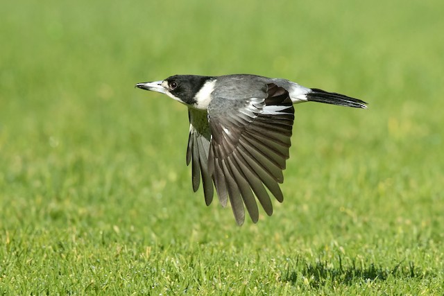 Gray Butcherbird Ebird