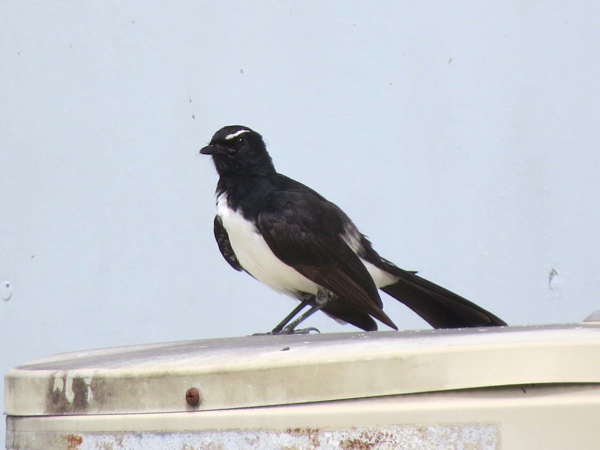 Willie-wagtail - ML336400491