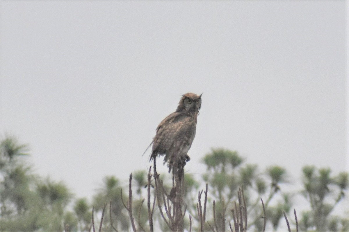 Great Horned Owl - ML336400851