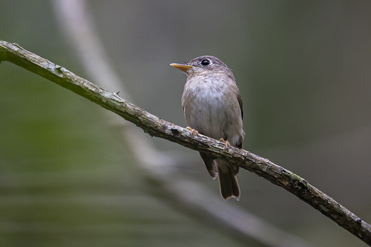 Brown-breasted Flycatcher - ML336401981