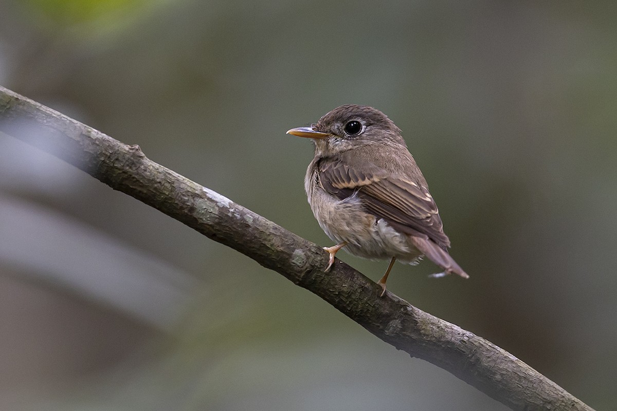 Brown-breasted Flycatcher - ML336401991