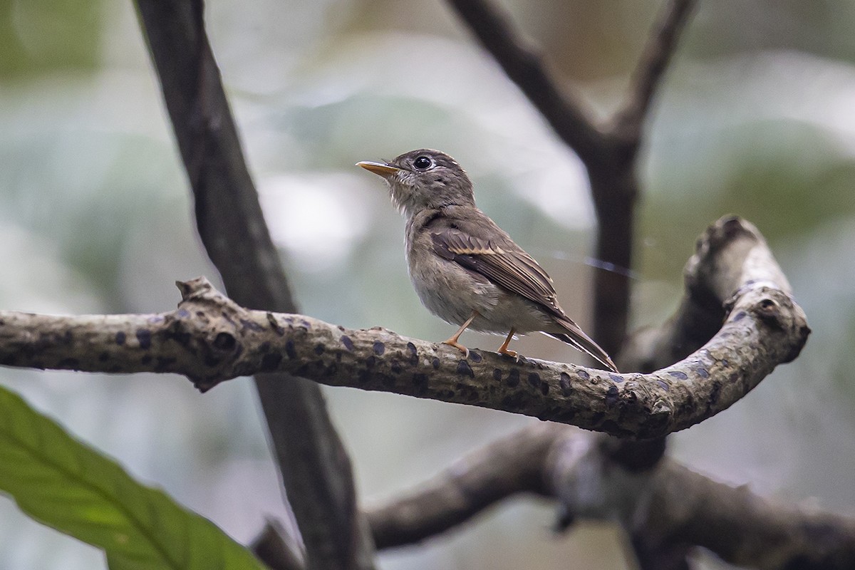 Brown-breasted Flycatcher - ML336402001