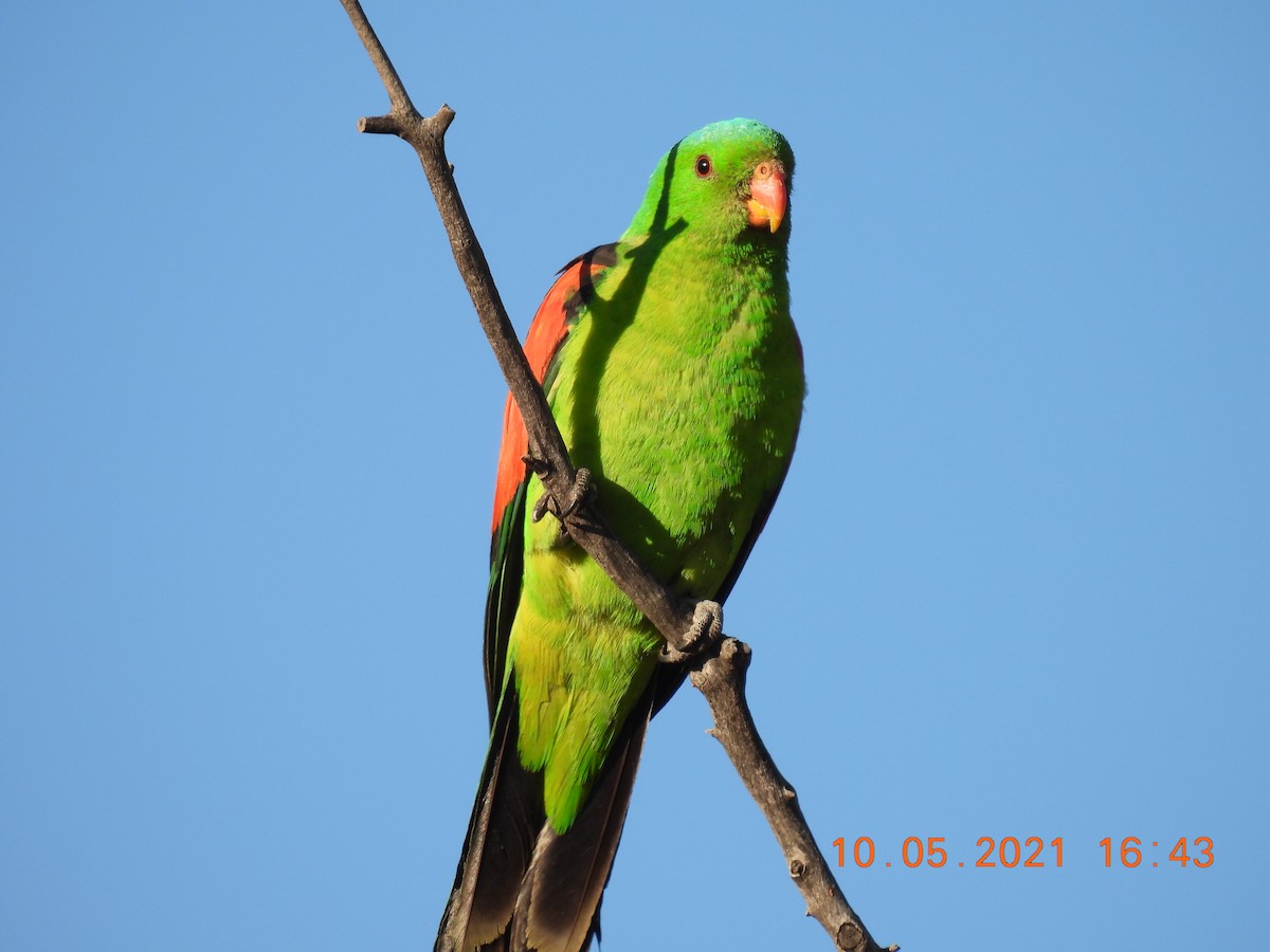 Red-winged Parrot - ML336405721