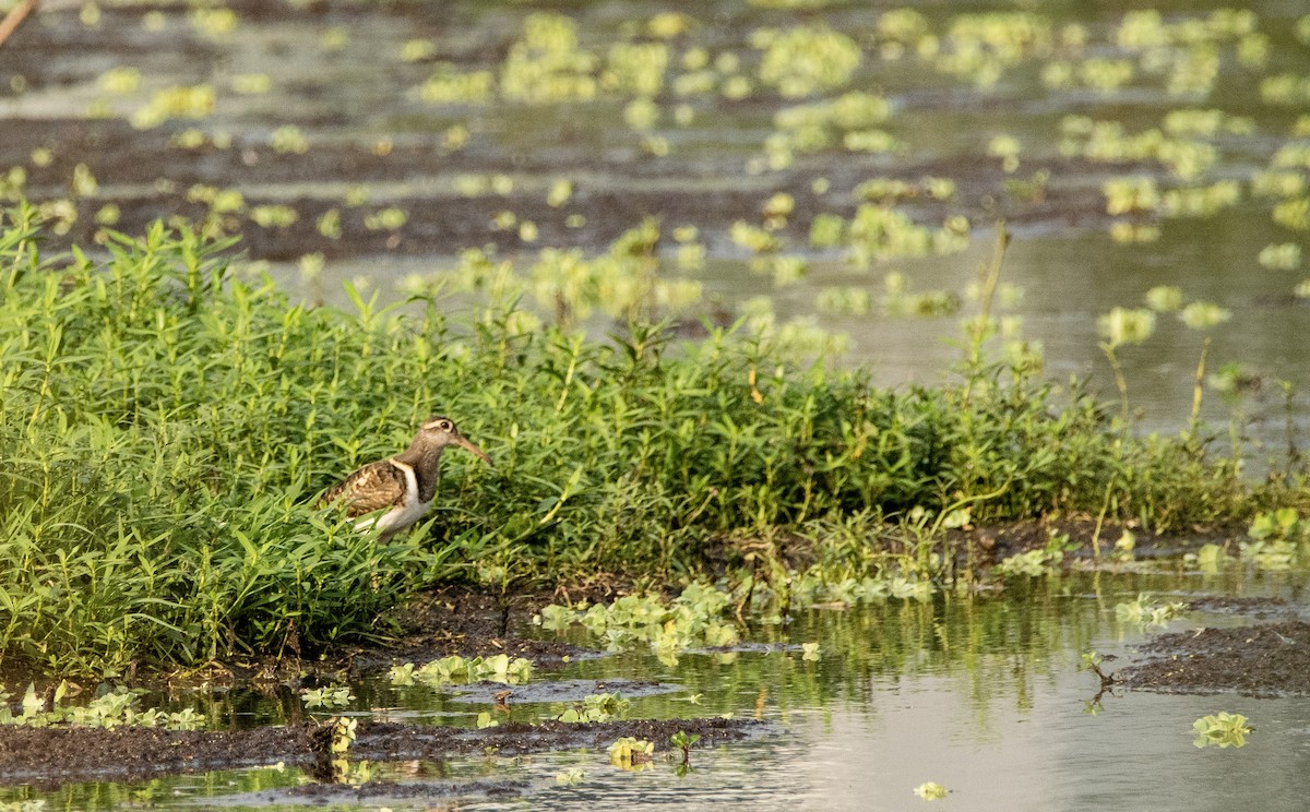 Greater Painted-Snipe - ML336406191