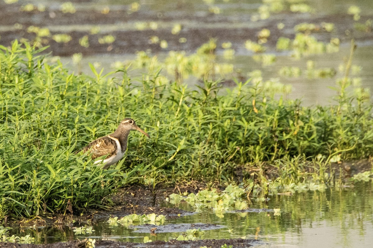 Greater Painted-Snipe - ML336406241