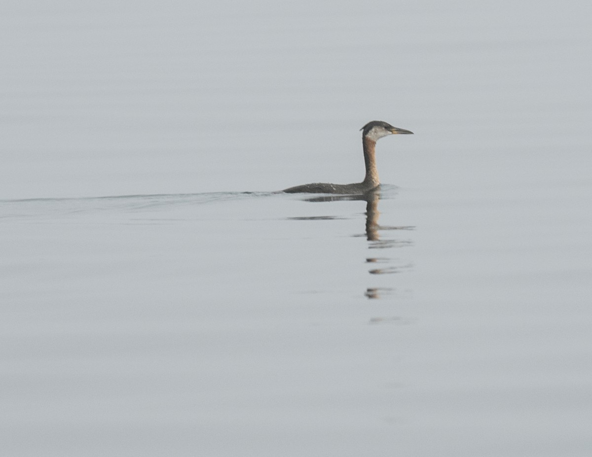 Red-necked Grebe - ML33641331