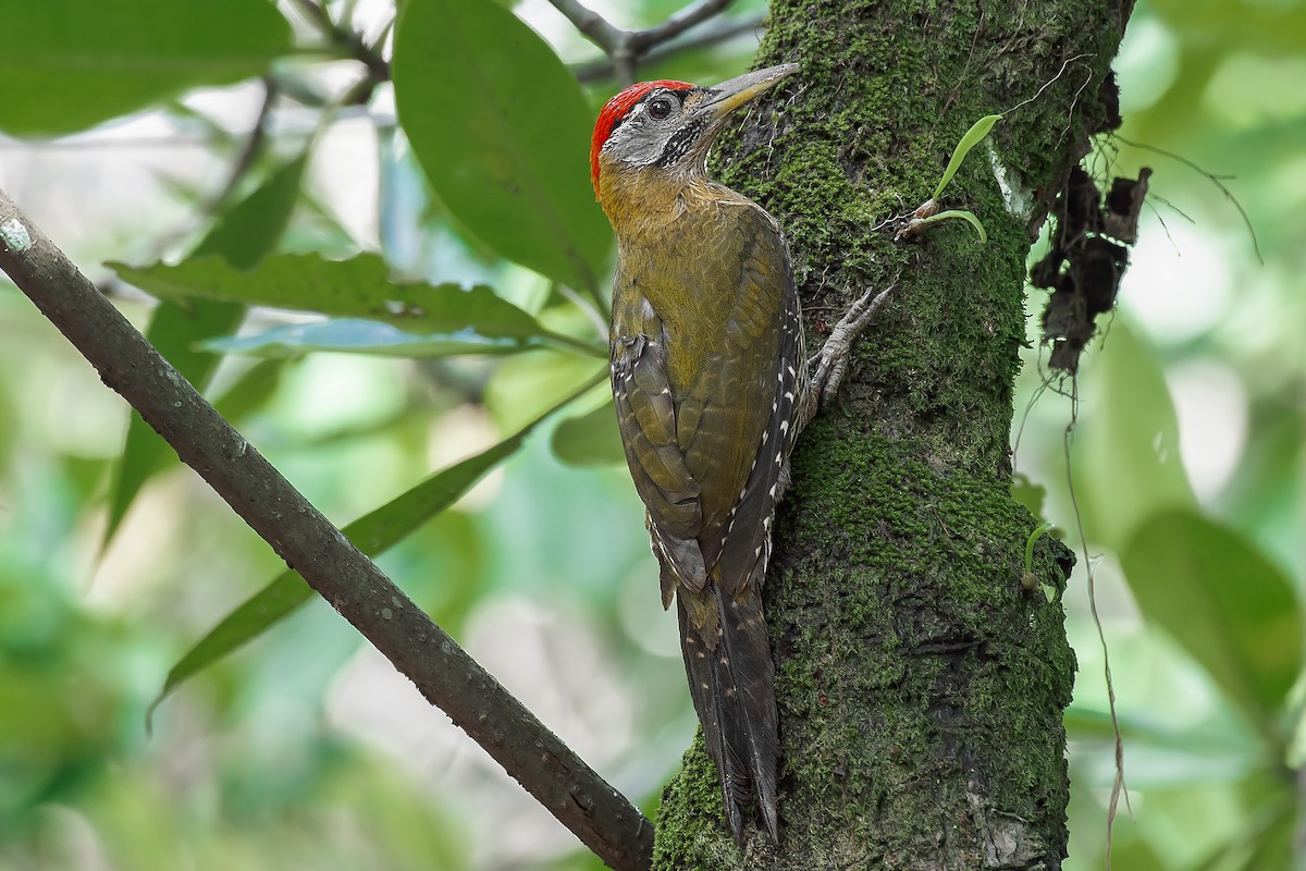 Streak-breasted Woodpecker - Natthaphat Chotjuckdikul