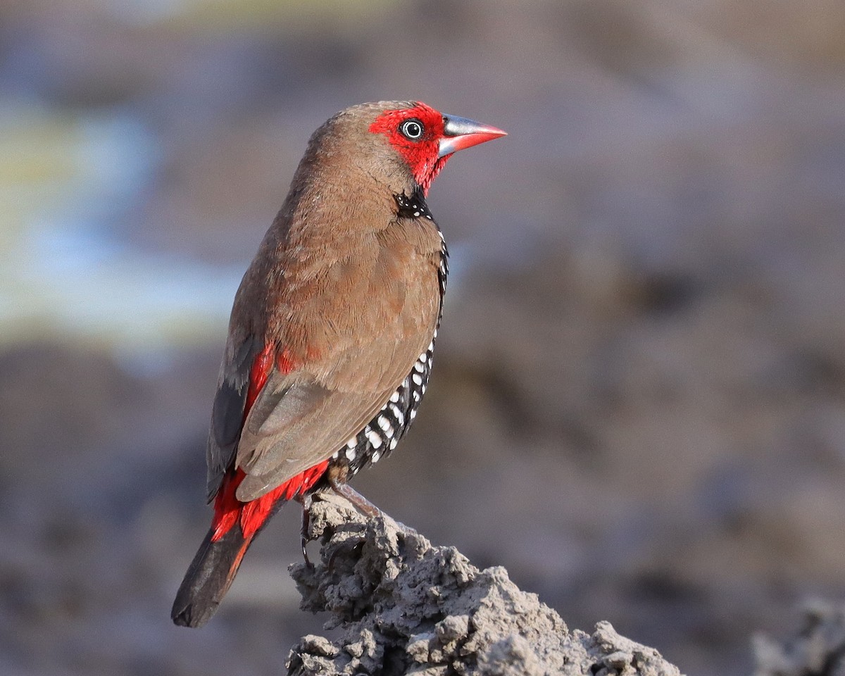 Painted Firetail - ML336413931