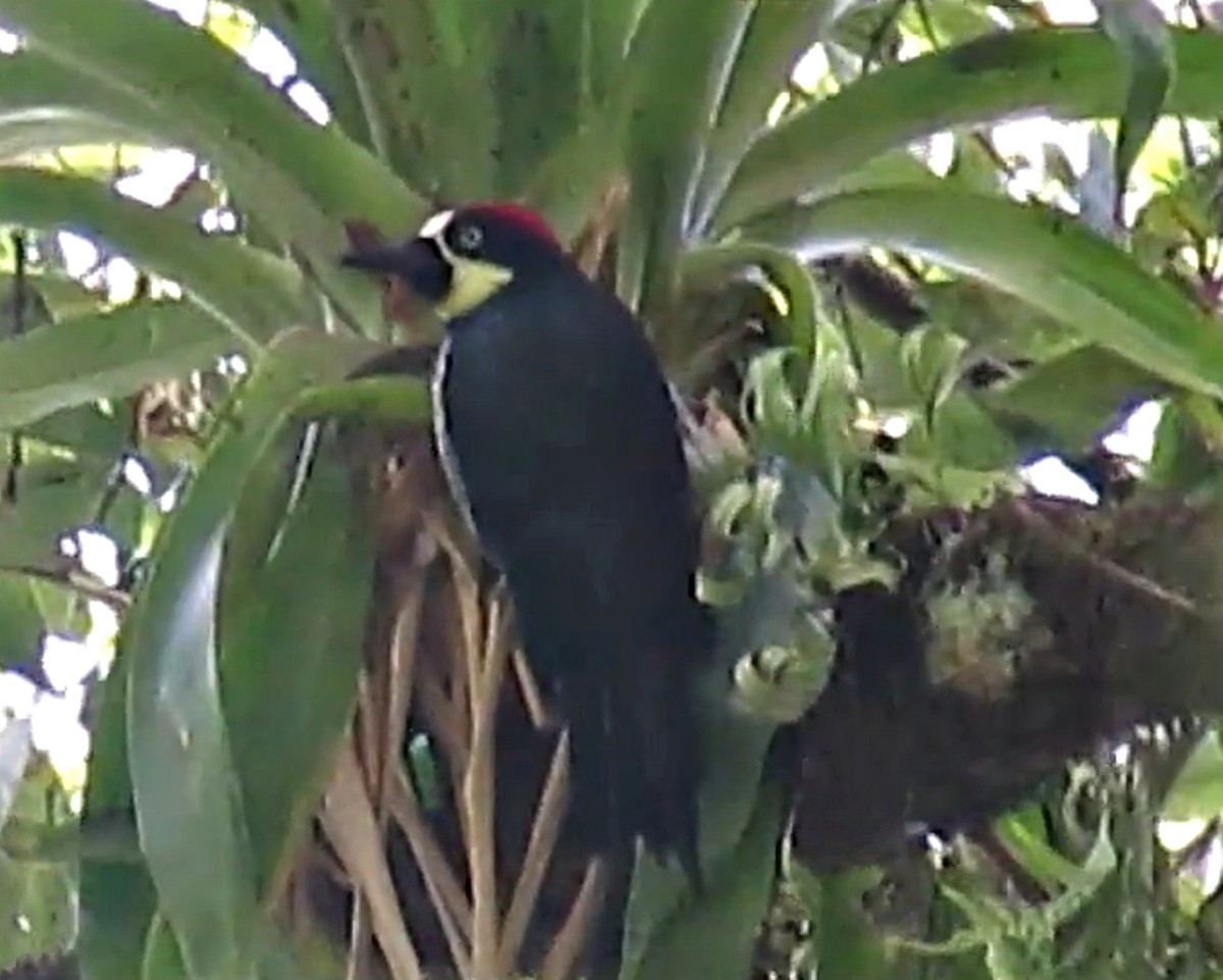 Acorn Woodpecker - ML33641601
