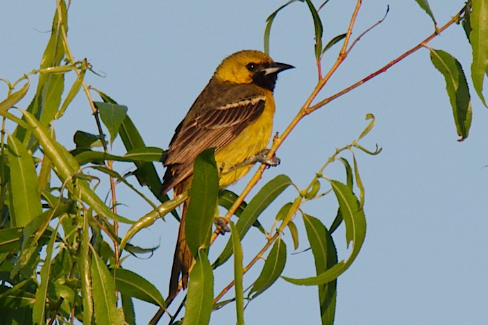 Orchard Oriole - ML336425651