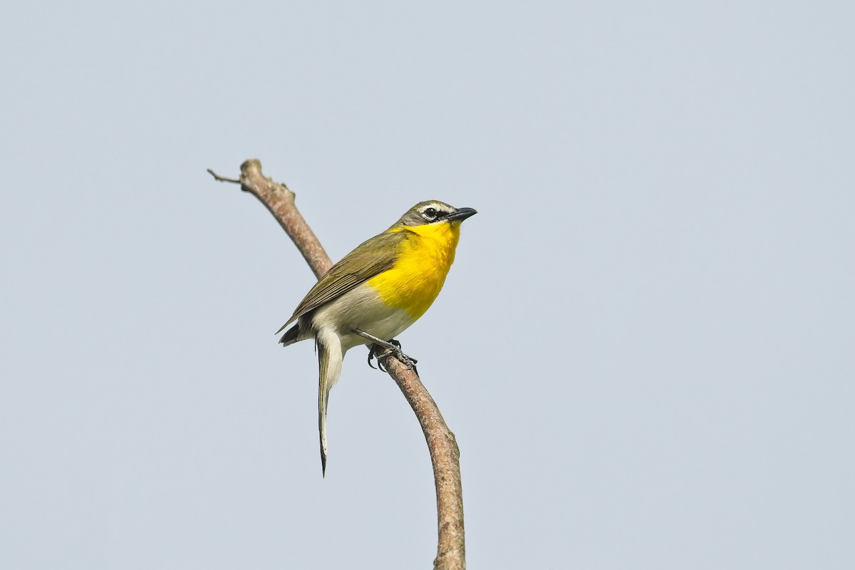 Yellow-breasted Chat - ML336426341