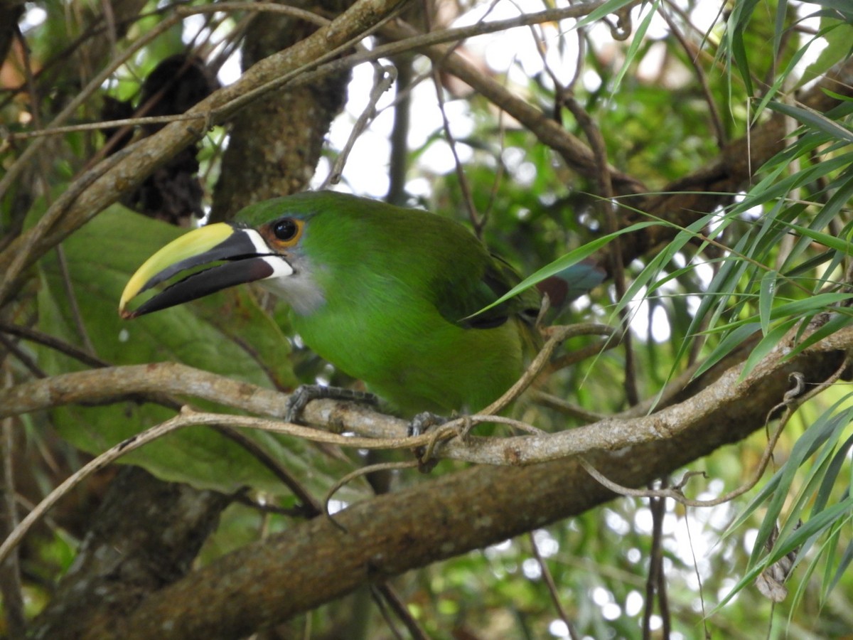 Southern Emerald-Toucanet - Lacides Oviedo