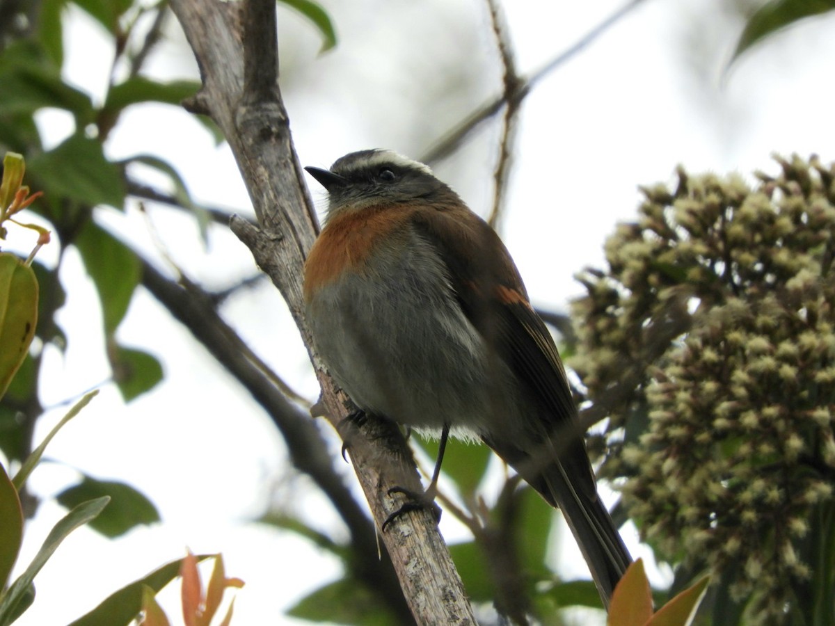 Rufous-breasted Chat-Tyrant - ML336429761