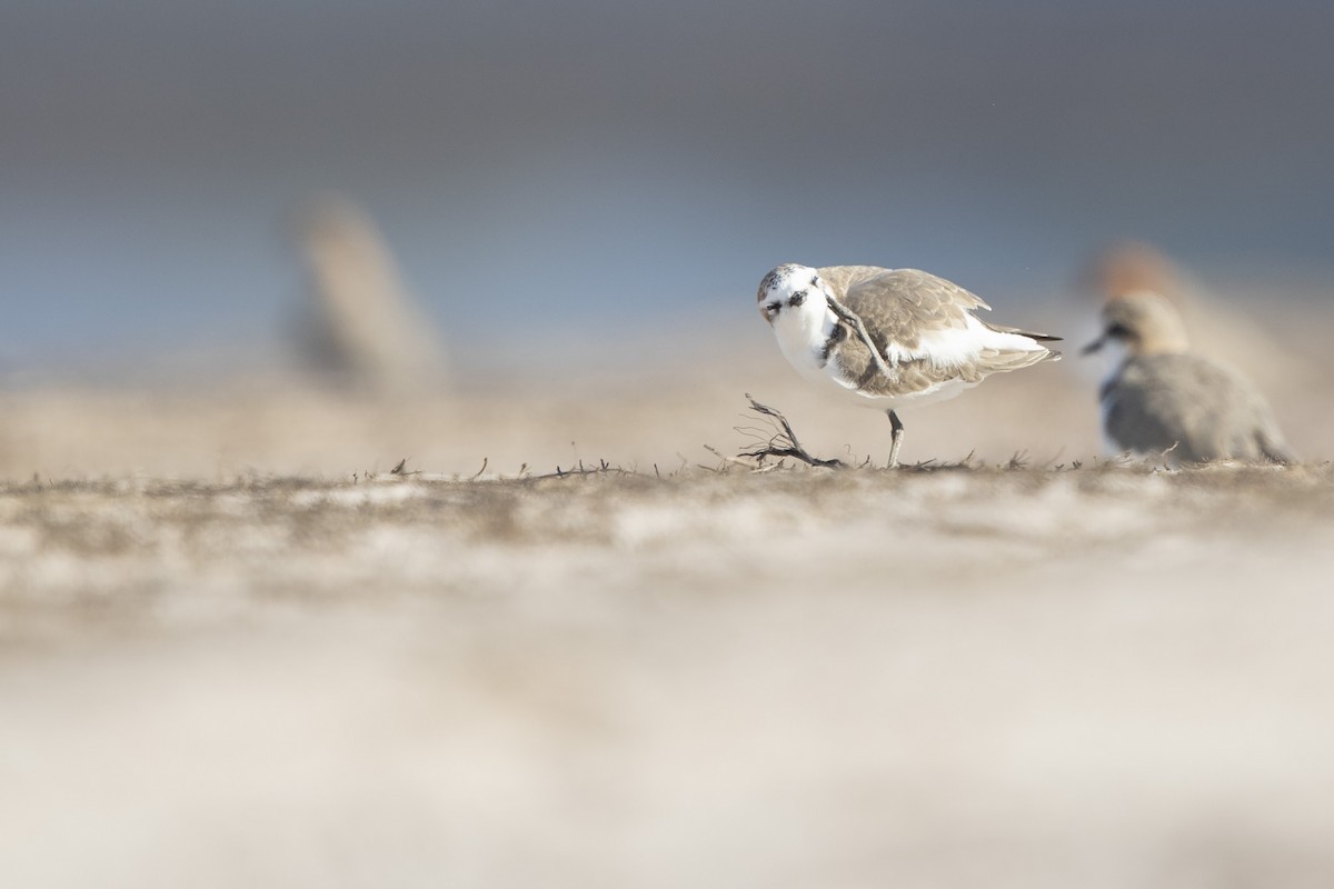 Red-capped Plover - Chris Murray