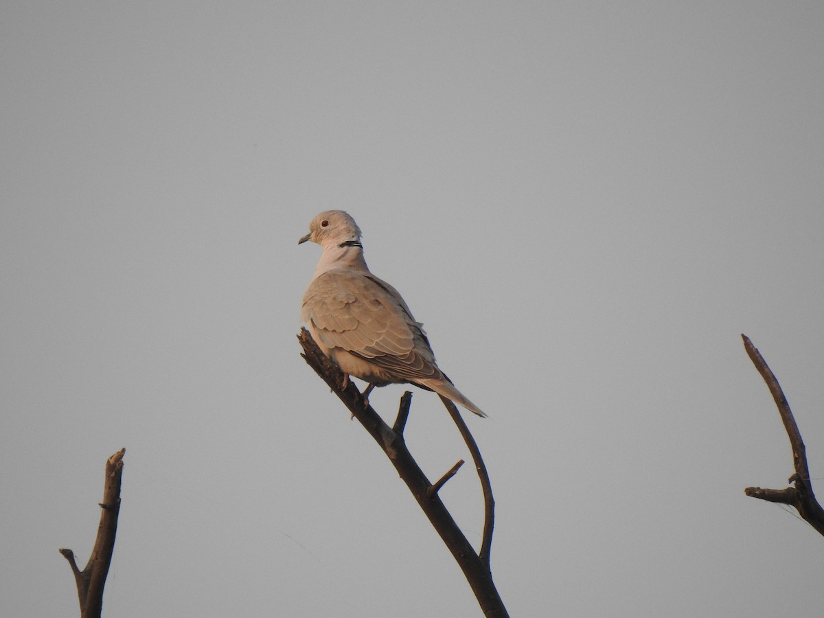 Eurasian Collared-Dove - ML336434011
