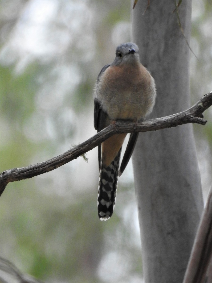 Fan-tailed Cuckoo - ML336435171