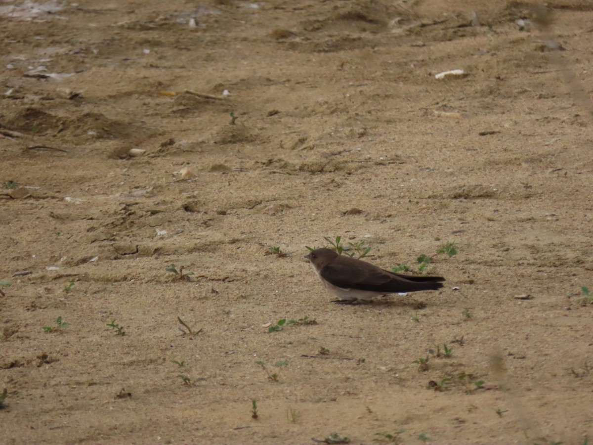 Northern Rough-winged Swallow - ML336437251