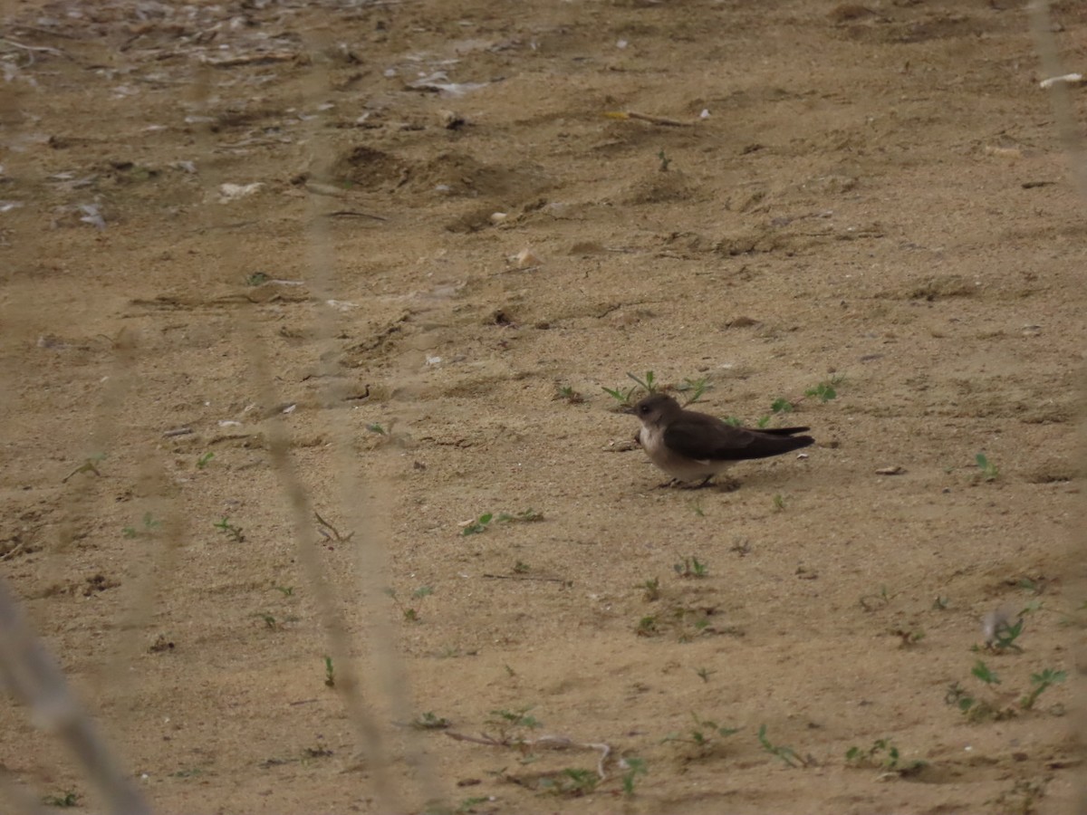 Northern Rough-winged Swallow - ML336437261