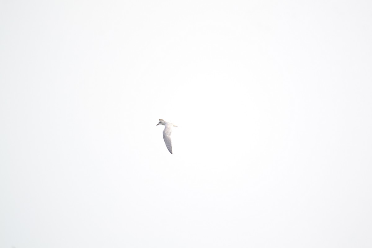 Gull-billed Tern - Karthikeyan Ponnambalamoorthy
