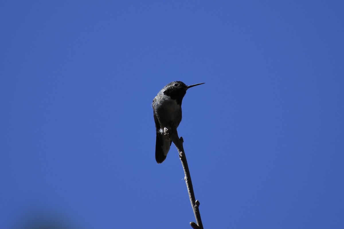 Broad-tailed Hummingbird - ML336446331