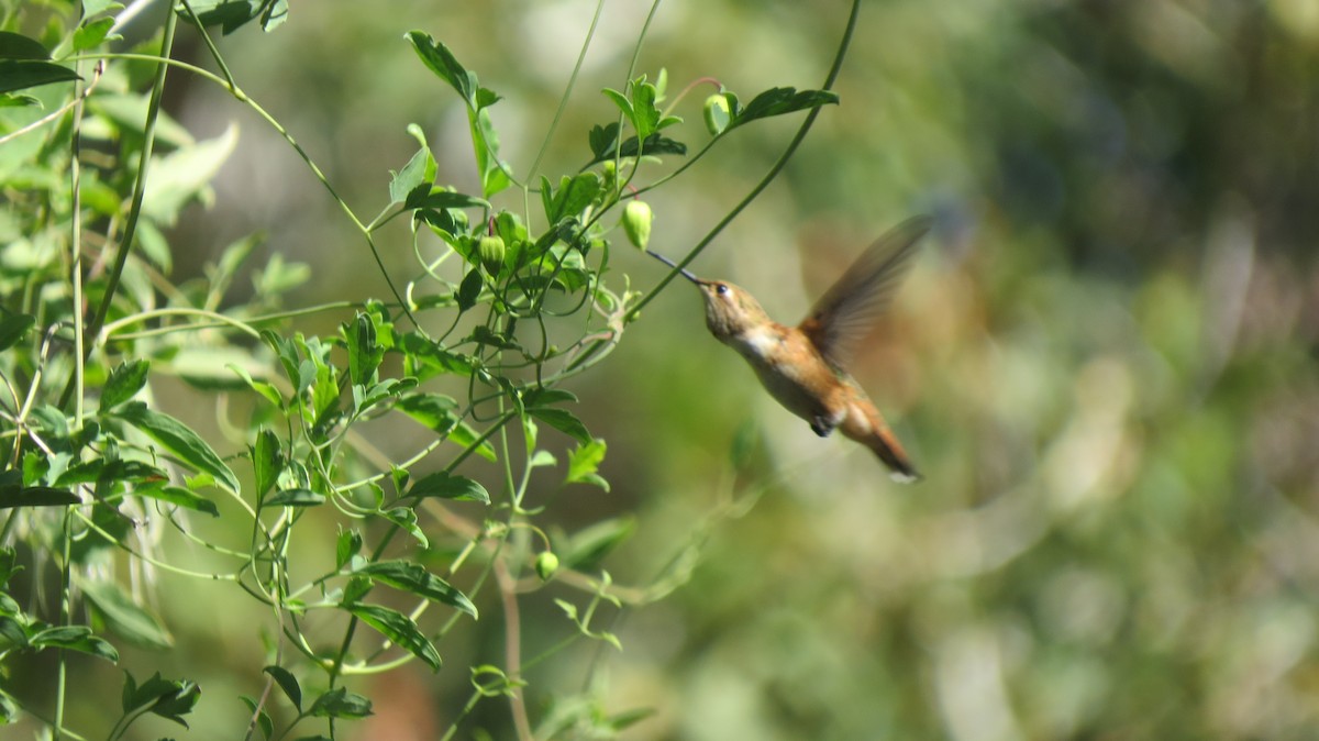 Rufous Hummingbird - Sherree Sheide