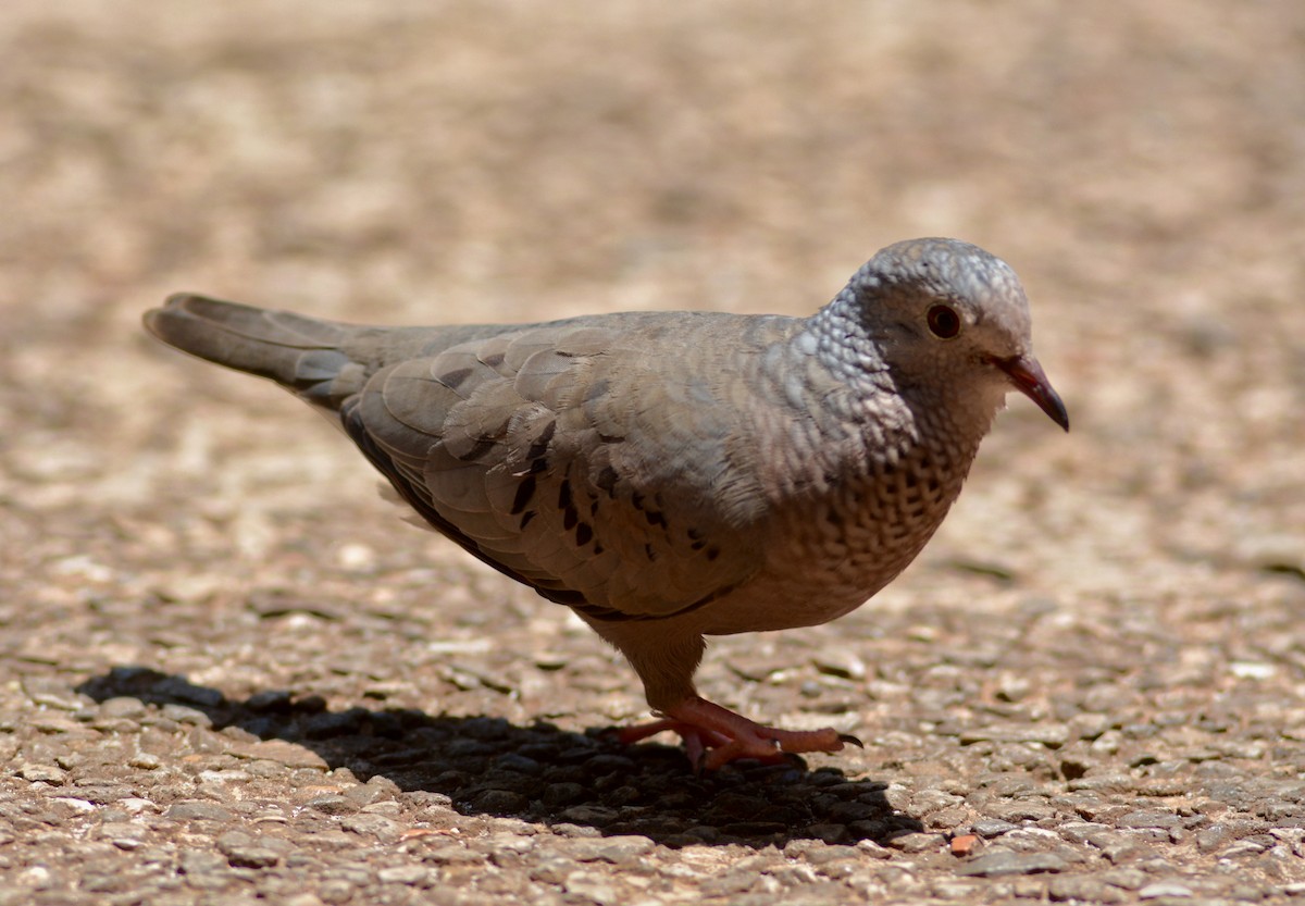 Common Ground Dove - Gerald MacGillivray