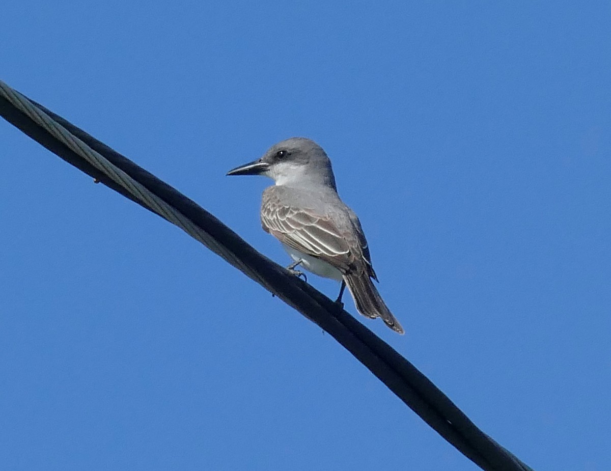 Gray Kingbird - ML336459361