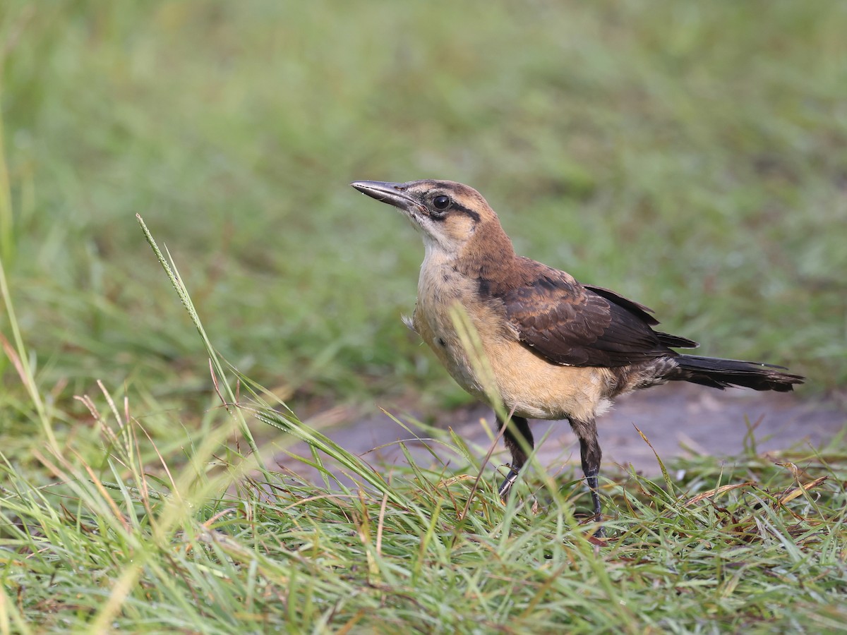 Boat-tailed Grackle - ML336465351