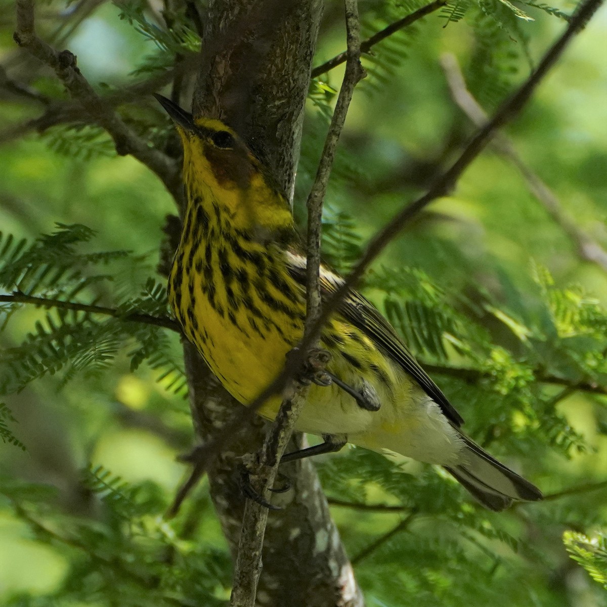 Cape May Warbler - ML336465611