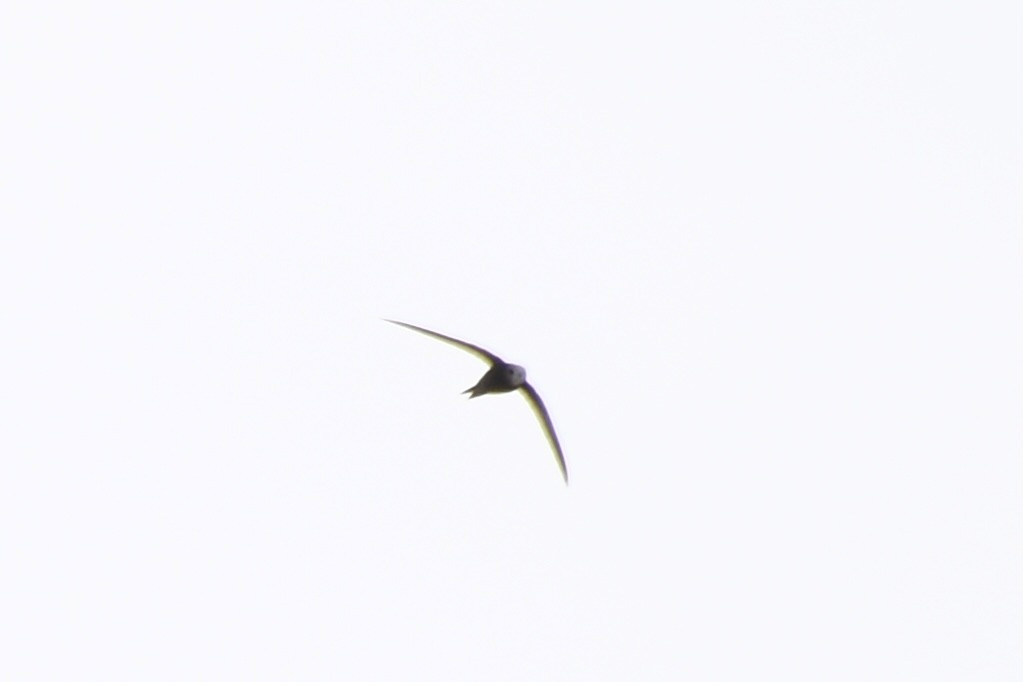 Common Swift - Jugdernamjil Nergui