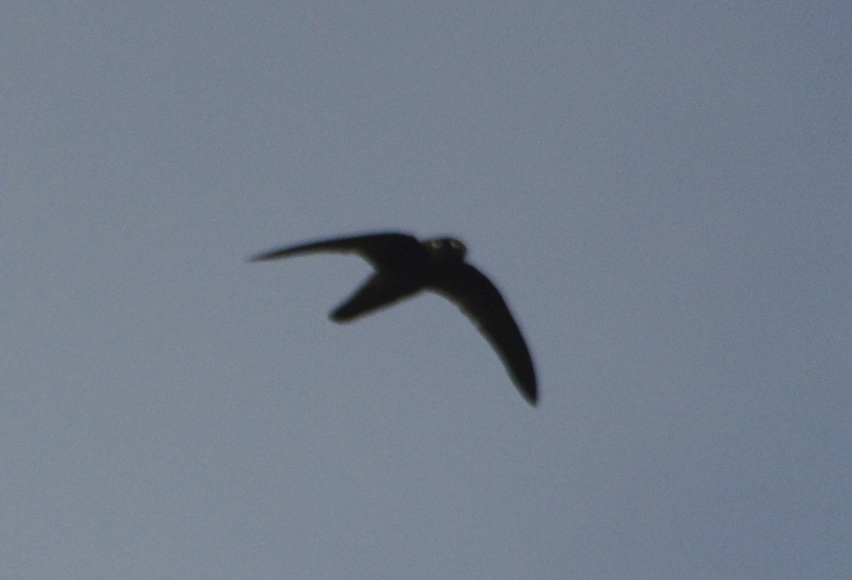 Spot-fronted Swift - ML336466971