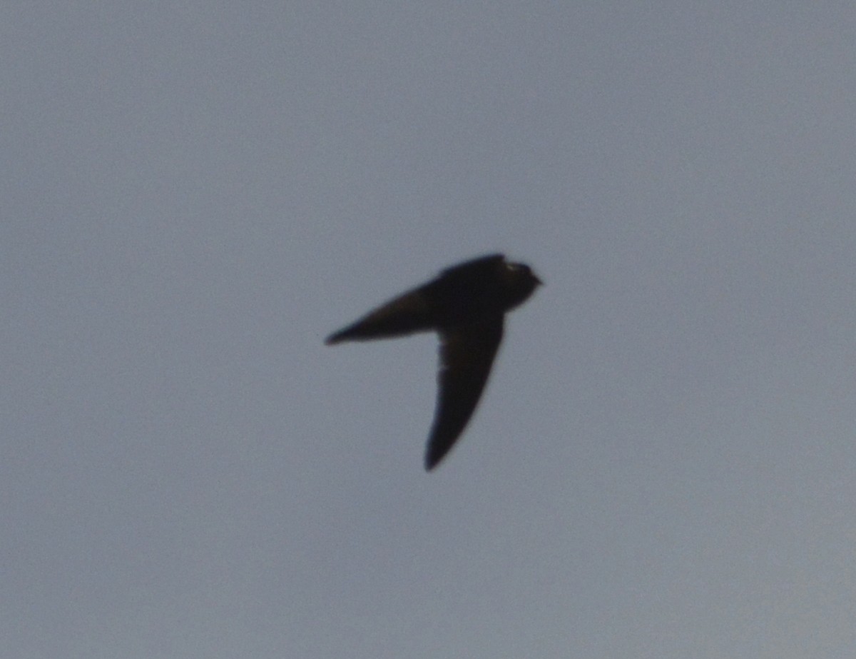 Spot-fronted Swift - ML336467061