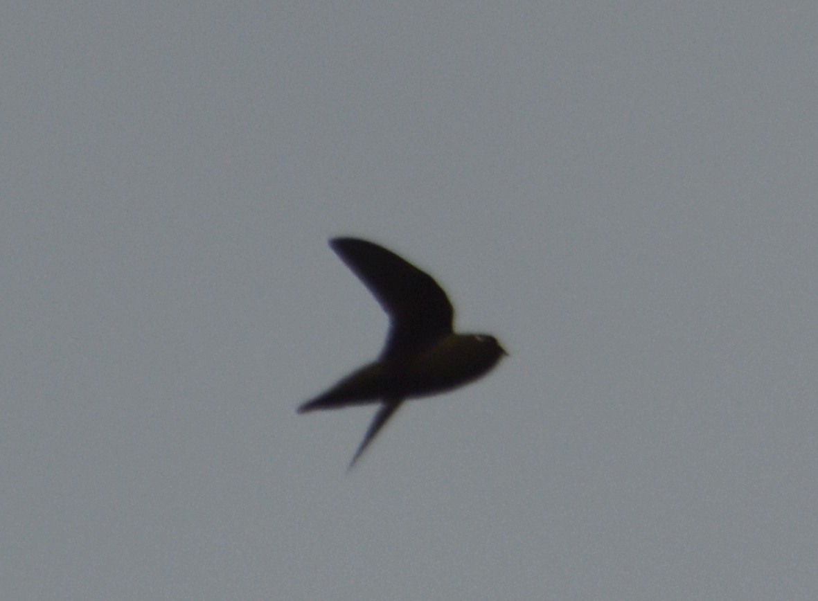 Spot-fronted Swift - ML336467171