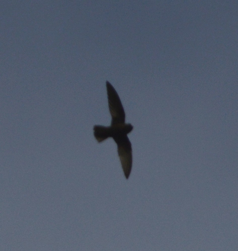 Spot-fronted Swift - ML336467191