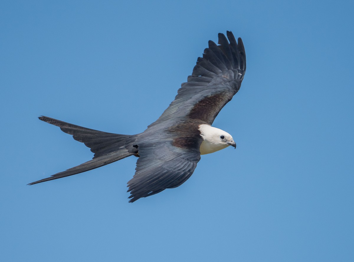 Swallow-tailed Kite - John Missing