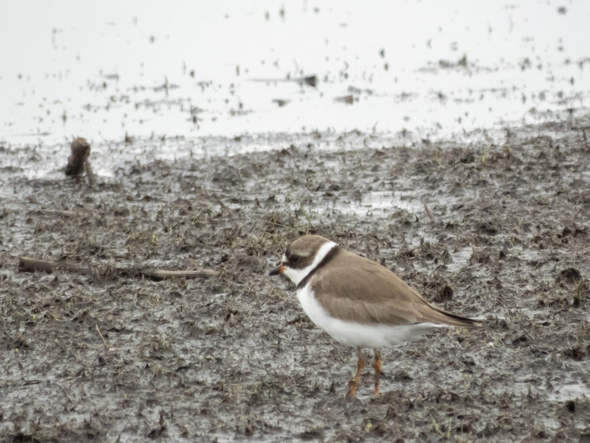 Semipalmated Plover - ML336472841