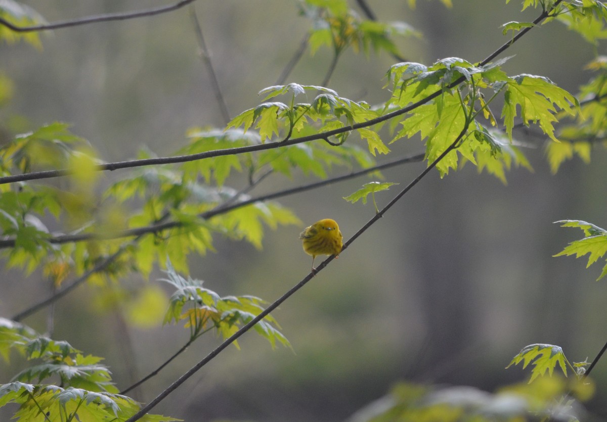Yellow Warbler - ML336483141