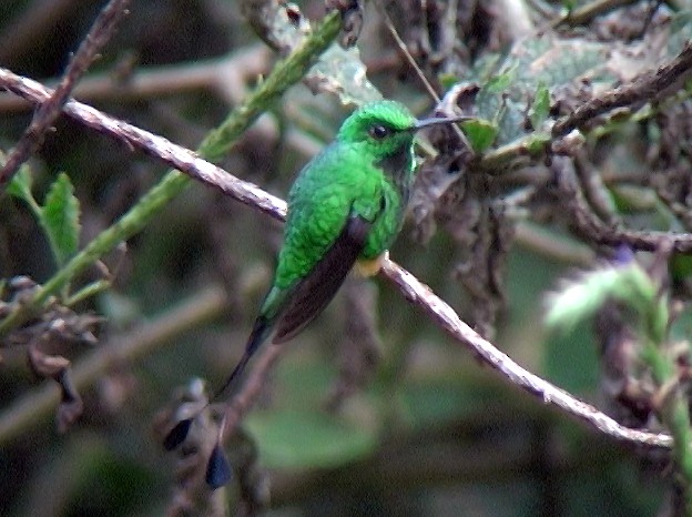 Rufous-booted Racket-tail (Anna's) - ML336483241