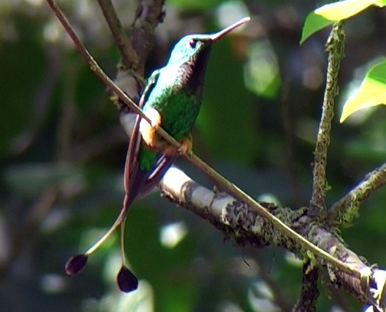 Rufous-booted Racket-tail (Anna's) - ML336483251