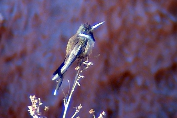 kolibřík výšinový (ssp. nobilis) - ML336485411