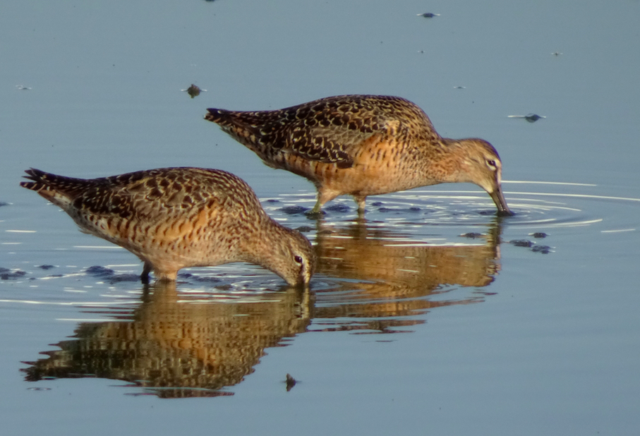 Long-billed Dowitcher - ML336488321