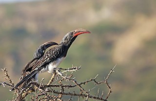  - Hemprich's Hornbill